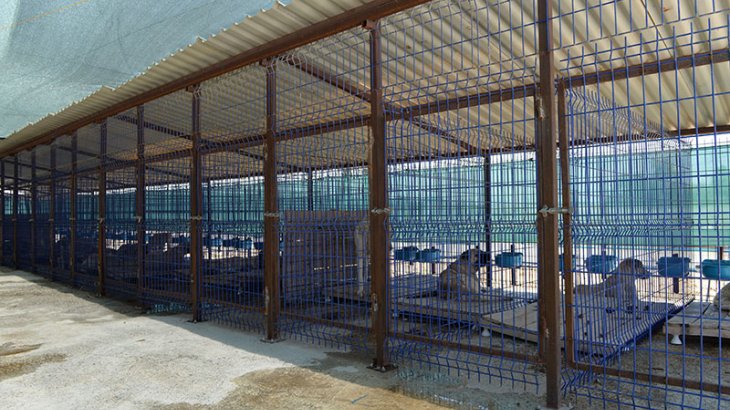 Çumra Belediyesi Sokak Hayvanları Rehabilite Merkezine Büyük İlgi